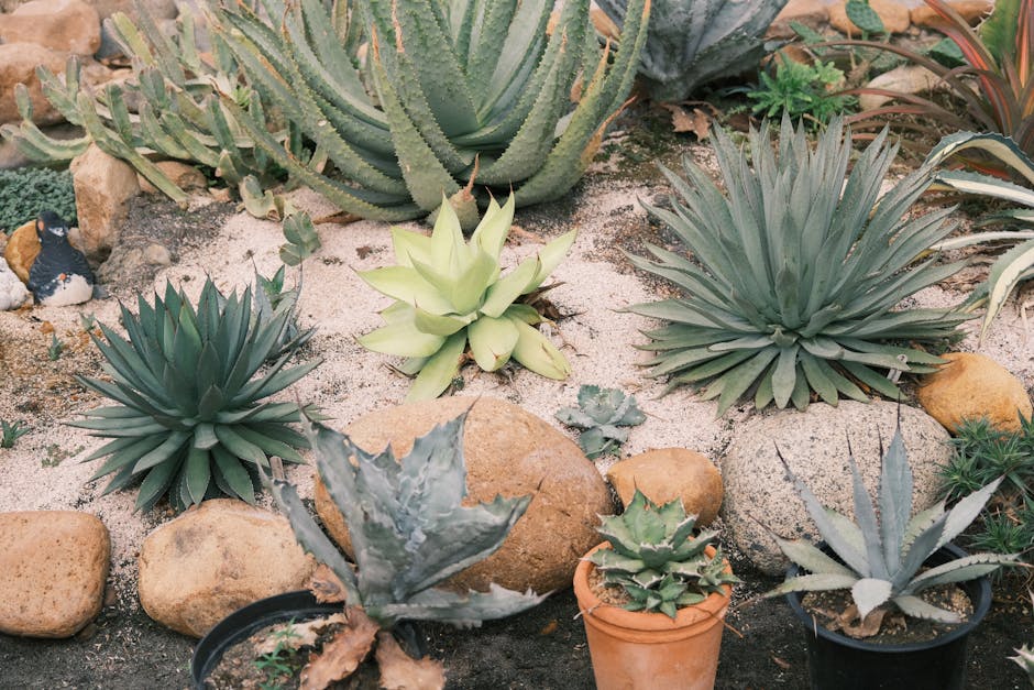 drought tolerant landscaping ideas san fernando valley